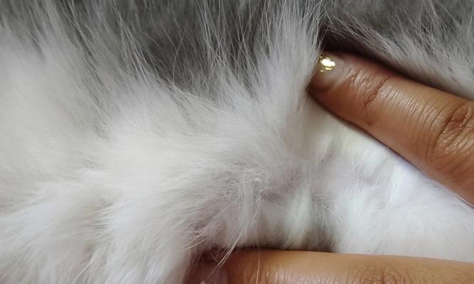探秘猫咪须毛藓菌的奥秘（以猫咪须毛藓菌图片为主题的探索之旅）