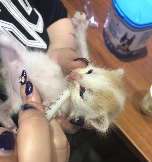 宠物猫误吞齿牙，该如何应对（猫咪的口腔健康问题及处理方法）
