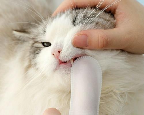 从幼猫到成猫（掌握牙齿生长规律）