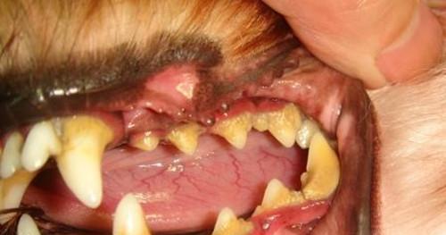 猫咪口腔健康（预防牙结石和牙龈炎是关键）