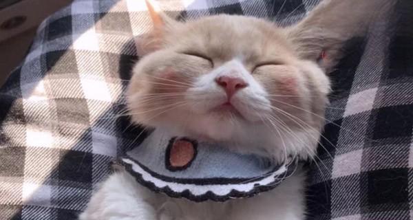 猫咪咽炎治疗药物攻略（宠物主人必读）