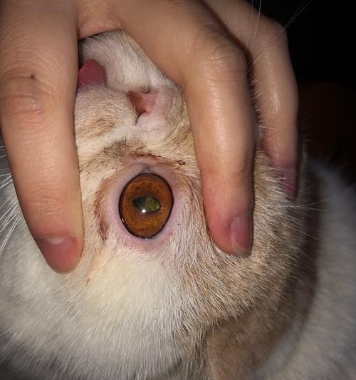 揭秘猫咪眼结膜问题（以宠物为主）
