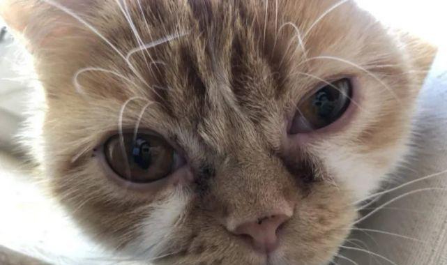 揭秘猫咪眼结膜问题（以宠物为主）