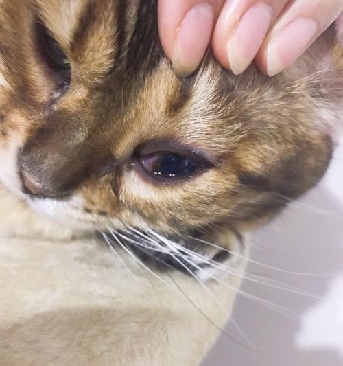 揭秘猫咪眼结膜问题（以宠物为主）