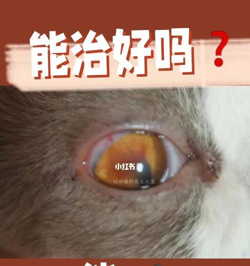 猫咪眼睛被戳流脓，如何做到有效治疗（以宠物为主）