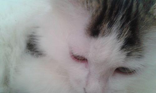 揭秘猫咪眼睛周围脏的真相（如何正确清洁猫咪眼睛周围的污垢）
