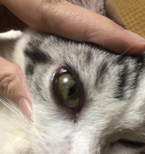 猫咪眼球易受伤的原因与防范措施