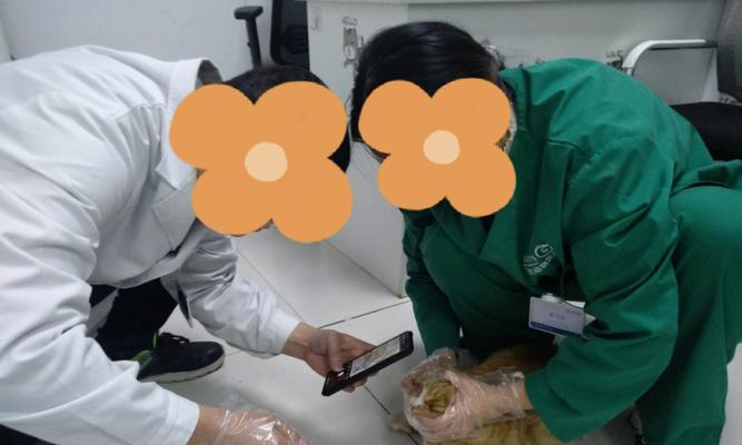 猫咪眼线虫感染人，宠物也有“传染病”（了解猫咪眼线虫）