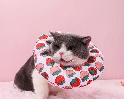 猫咪咬人能打吗（正确的对待宠物）