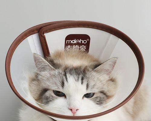 猫咪咬人能打吗（正确的对待宠物）