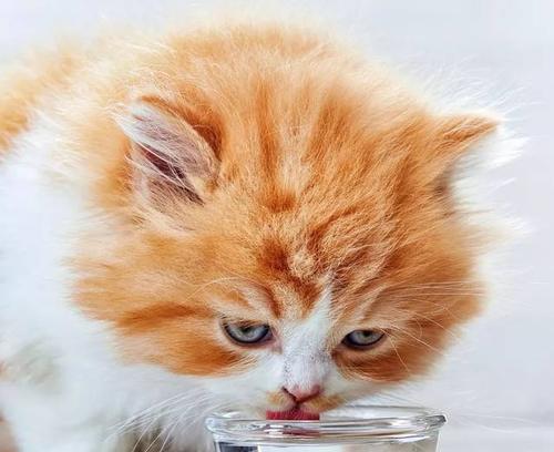 猫咪放屁拉稀大揭秘（探秘猫咪肠胃问题的根源及解决方法）