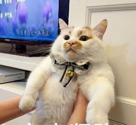 猫咪是否会感到孤独（探讨宠物猫咪的心理需求及应对措施）