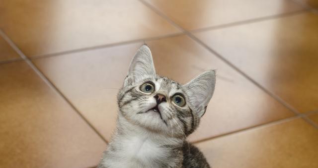 宠物猫咪抑郁症的疗愈之道（宠物猫咪抑郁症的症状及治疗方法）