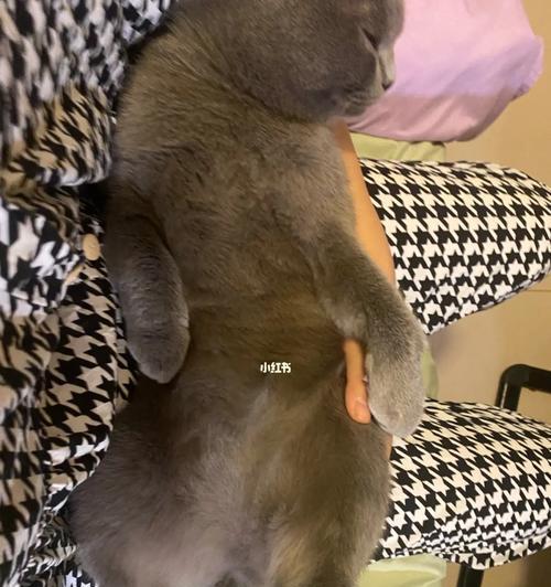 解决宠物猫咪的异食癖（如何帮助你的猫咪克服挑食习惯）