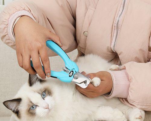 宠物猫咪的指甲剪推荐（如何为爱猫剪指甲）