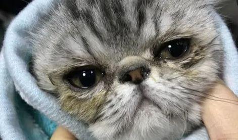 猫咪鼻炎的原因、症状及治疗方法（宠物主人必看）