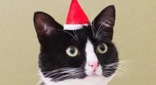 如何处理宠物猫咪的鼻支问题（掌握关键技巧）
