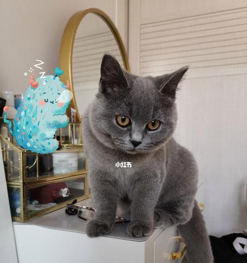 如何处理宠物猫咪的鼻支问题（掌握关键技巧）