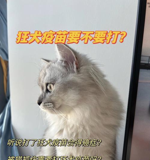 为什么宠物猫咪必须打疫苗（猫咪健康与主人幸福的关键）
