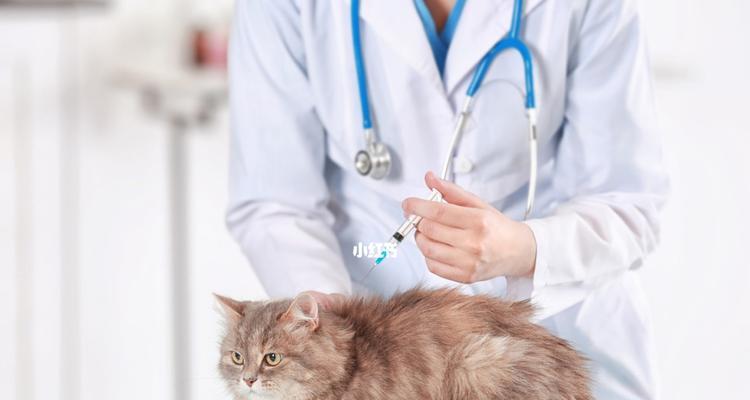 为什么宠物猫咪必须打疫苗（猫咪健康与主人幸福的关键）