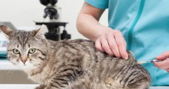 为什么宠物猫咪必须打疫苗（猫咪健康与主人幸福的关键）