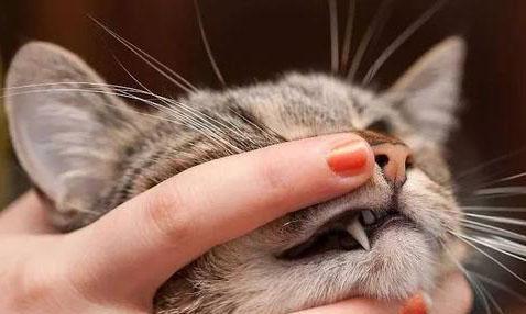 如何帮助宠物猫咪摆脱蛔虫困扰（全面了解蛔虫症状及治疗方法）