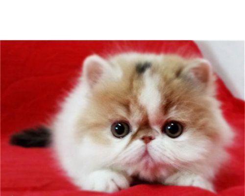 如何识别猫咪积水症状（掌握这些关键信号）