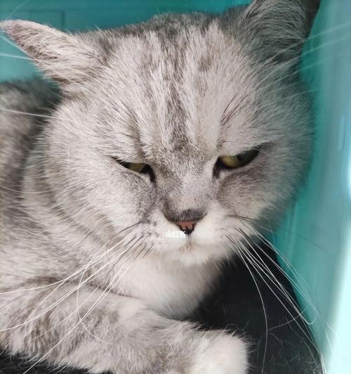 如何识别猫咪积水症状（掌握这些关键信号）