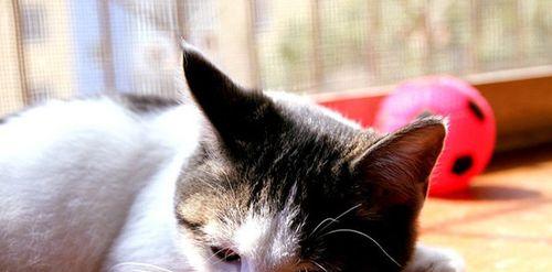 猫咪有狂犬病的表现剖析（宠物主人必读！如何识别猫咪是否患上了狂犬病）