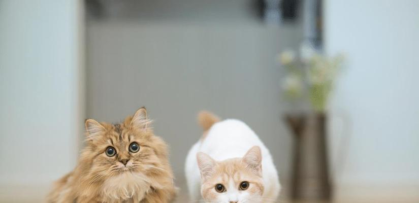 解决猫咪毛球问题，你需要知道的（宠物主人必读）