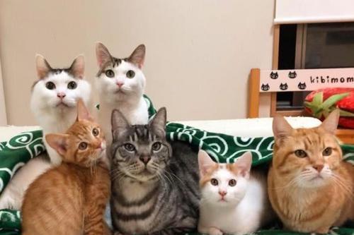 解决猫咪毛球问题，你需要知道的（宠物主人必读）
