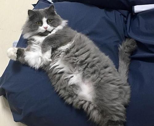 解决猫咪毛球问题，你需要知道的（宠物主人必读）