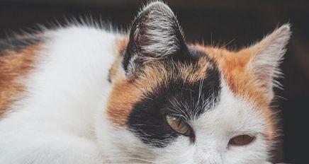 猫咪常见病大揭秘（掌握这些关键信息）