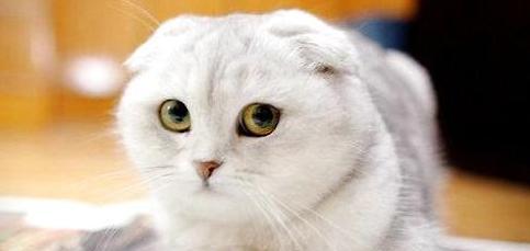 猫咪常见病大揭秘（掌握这些关键信息）