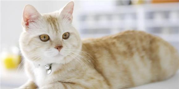 猫咪尿失禁引发的种种问题（探索宠物尿失禁问题的根源及解决方法）