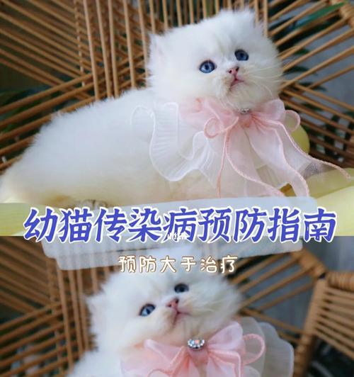 猫咪传染病大揭秘（以宠物为主）