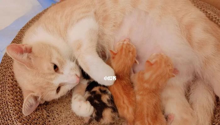 宠物猫早产怎么办（如何保护宠物猫的健康）