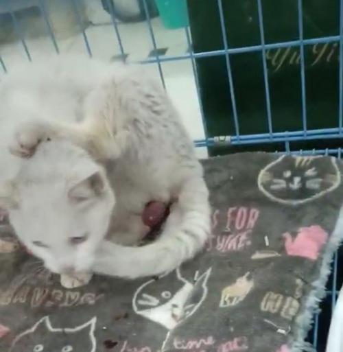 宠物猫早产怎么办（如何保护宠物猫的健康）