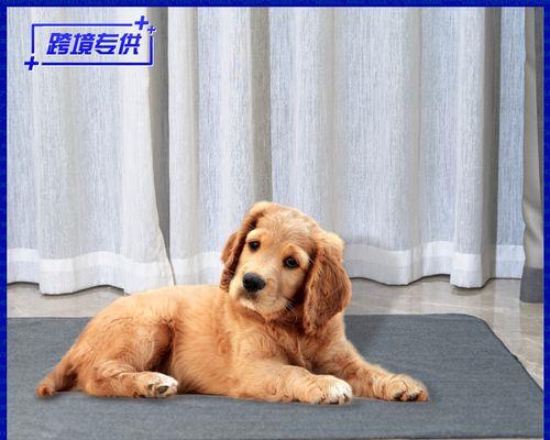 如何带上猫咪乘坐大巴（宠物主人必看的交通出行攻略）