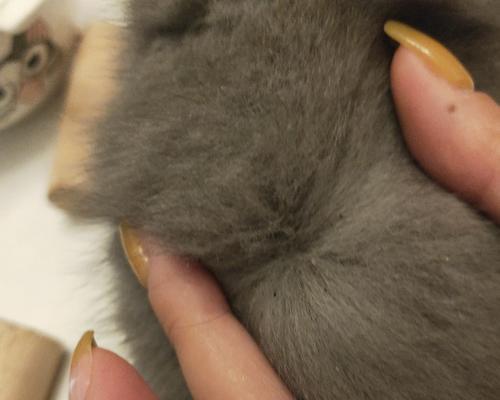 宠物猫为什么容易得跳蚤（探究猫咪身上的跳蚤问题及防治方法）