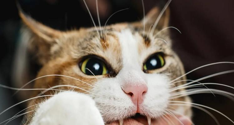 如何让你的猫咪不再咬人（宠物爱抚技巧大揭秘）