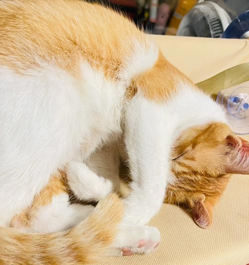 宠物猫如何顺利吐毛