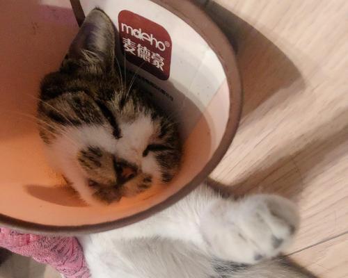 如何正确喂养宠物猫咪内驱药（宠物猫咪内驱药的重要性）