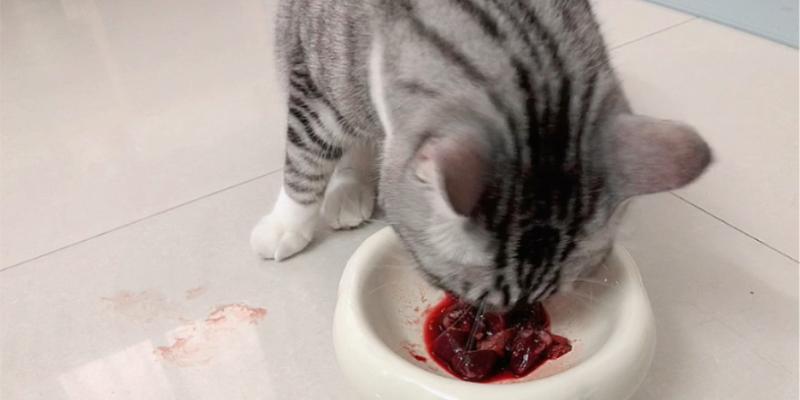 如何正确喂养猫咪生骨肉饮食（以宠物为主的健康饮食）