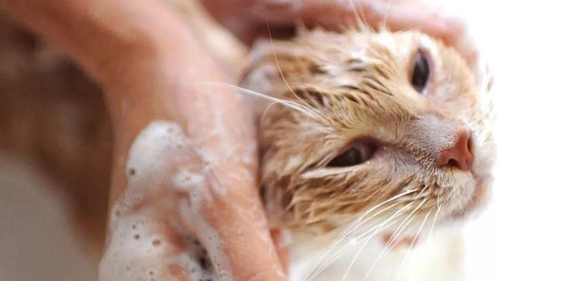 如何预防猫咪长藓（掌握正确方法）