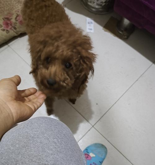救助昆明流浪狗的电话号码（爱心救助）
