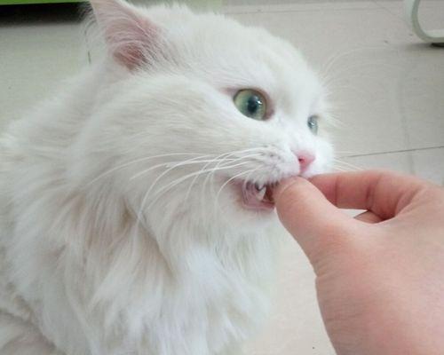 猫咪美毛的小技巧（如何让你的宠物猫拥有一头闪亮柔顺的毛发）