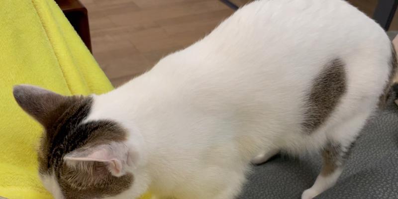 猫咪为什么喜欢踩奶（揭秘猫咪踩奶的原因和好处）
