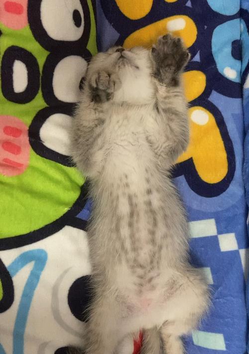 猫咪为什么喜欢踩奶（揭秘猫咪踩奶的原因和好处）