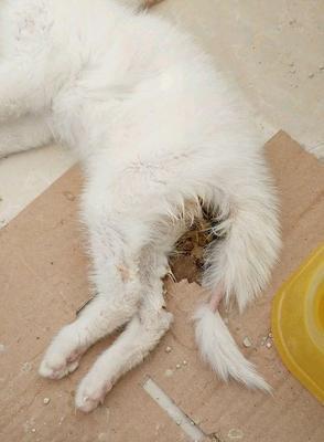 猫咪长癣的治疗方法（宠物猫咪长癣怎么办）